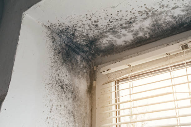 Affordable Mold Cleanup solutions in Hanover, MD